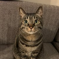 かねしゅー